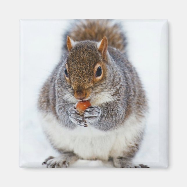 Squirrel Eating a Nut Photo Magnet (Front)
