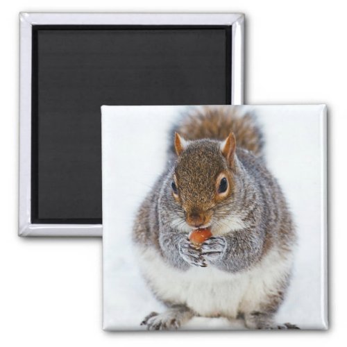 Squirrel Eating a Nut Photo Magnet