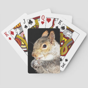 Squirrel eating a nut poker cards