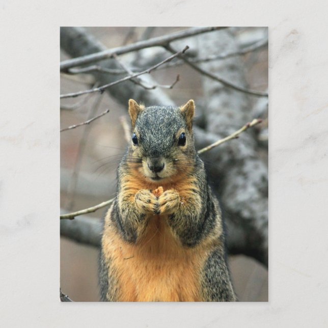 Squirrel Eating a Nut Postcard (Front)