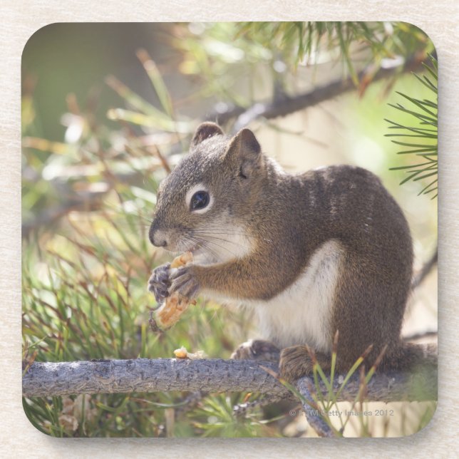 Squirrel eating a pine cone 2 coaster (Front)