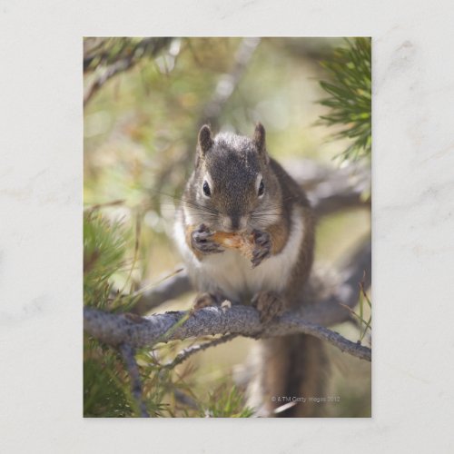 Squirrel eating a pine cone postcard