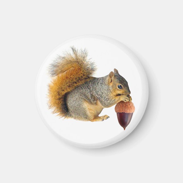 Squirrel Eating Acorn Magnet (Front)