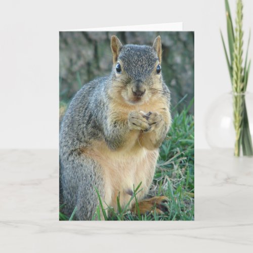 Squirrel Eating Acorns All Occasions Card