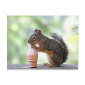 Squirrel Eating an Ice Cream Cone Postcard