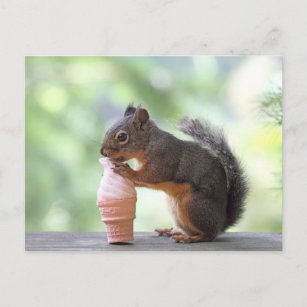 Squirrel Eating an Ice Cream Cone Postcard