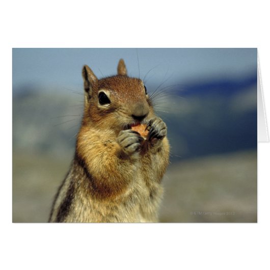 Squirrel eating cards (Front Horizontal)