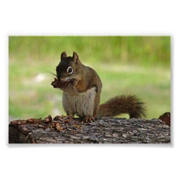 Squirrel Eating Cone Photo Print by Argos_Photography at Zazzle