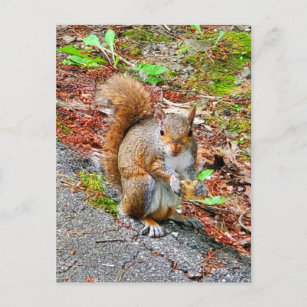 Squirrel Eating Food Postcard