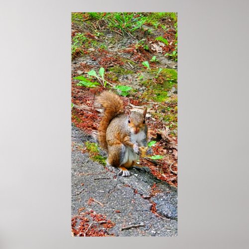 Squirrel Eating Food Poster