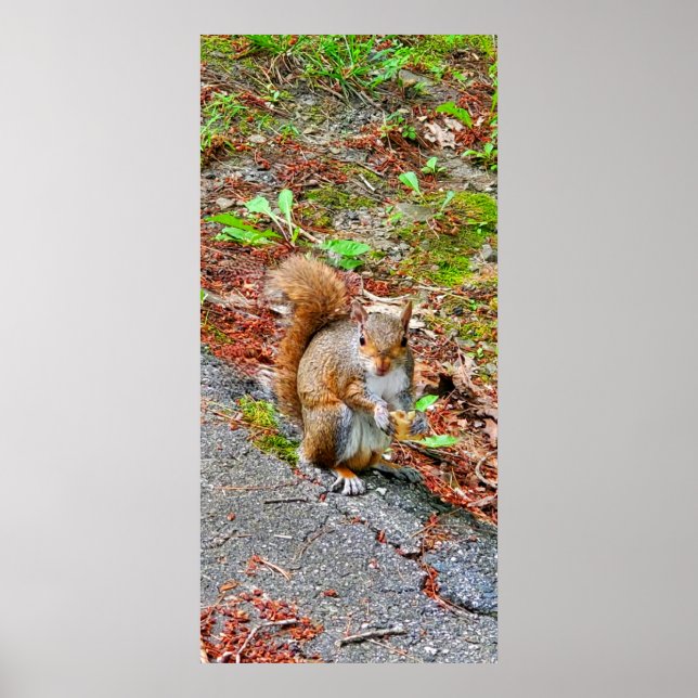 Squirrel Eating Food Poster (Front)