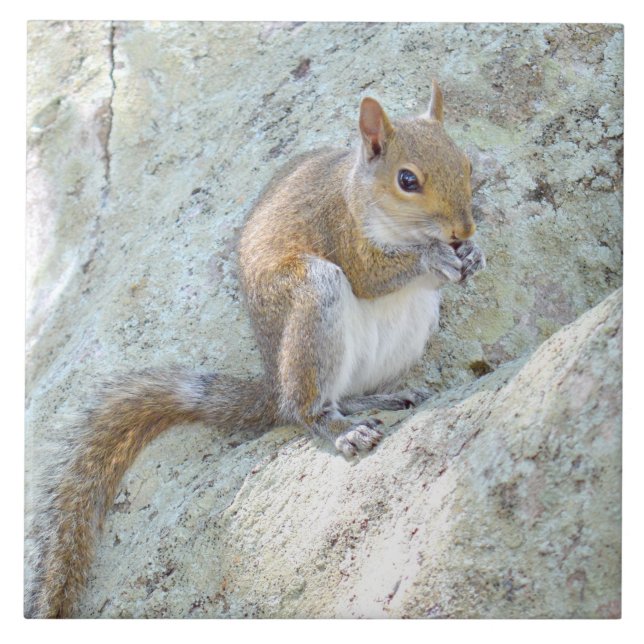 Squirrel eating food Tile (Front)