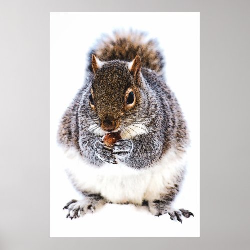 Squirrel Eating Nut Poster