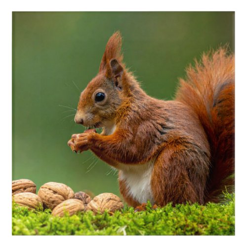 Squirrel Eating Nuts Acrylic Print