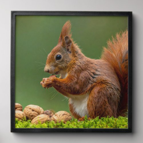 Squirrel Eating Nuts Peel And Stick Photo Tile