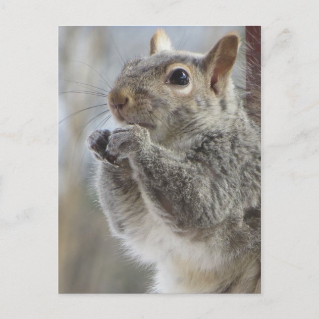 Squirrel Eating Postcard (Front)