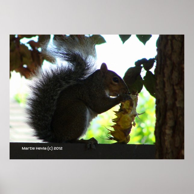 Squirrel Eating Sunflower Poster (Front)