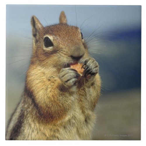 Squirrel eating tile
