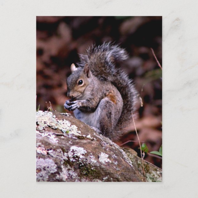 Squirrel enjoying His Meal Postcard (Front)