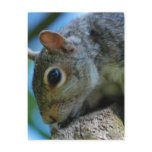 Squirrel Face Postcards