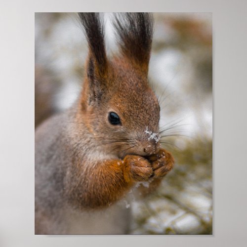 Squirrel face poster