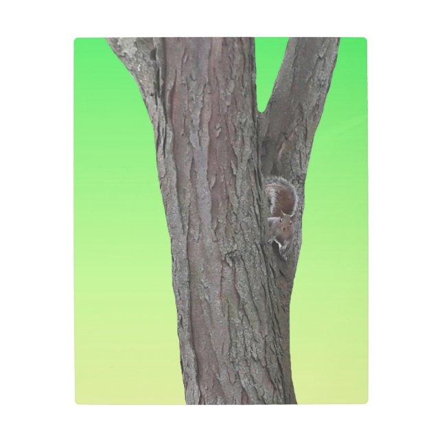 Squirrel Fanatic Metal Print (Front)
