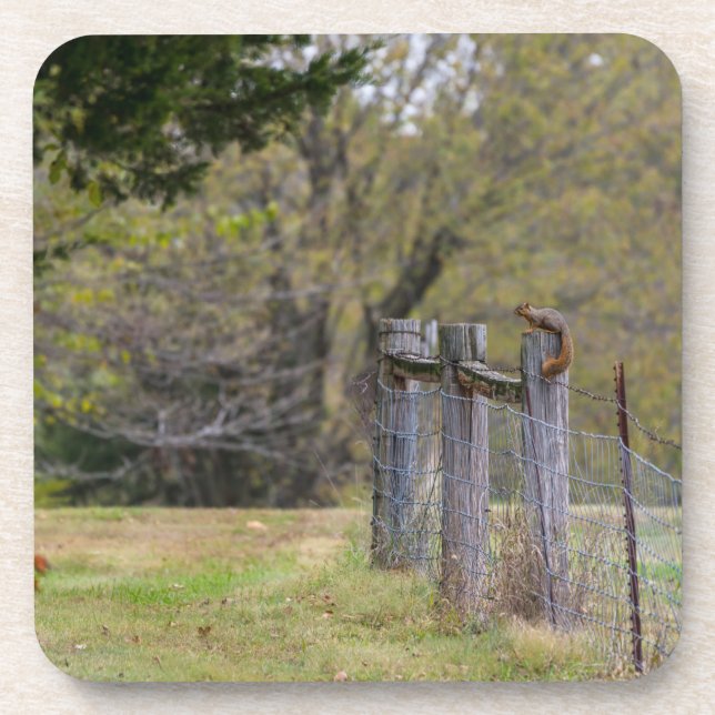 Squirrel Fence Pose Beverage Coaster (Front)