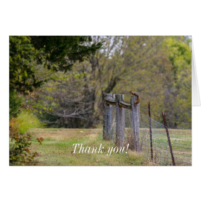 Squirrel Fence Pose Thank You Cards (Front Horizontal)