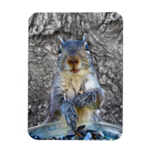 Squirrel Flexi magnet 3 x 4