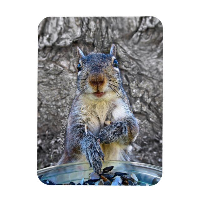 Squirrel Flexi magnet 3 x 4 (Vertical)