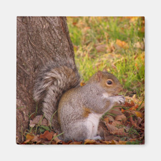 Squirrel Fridge Magnet