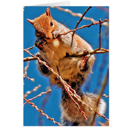 Squirrel (Gray) Cards (Front)