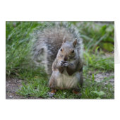 Squirrel Greeting Card (Front Horizontal)
