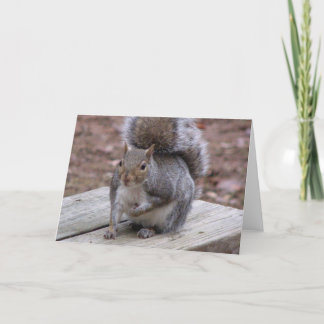 Squirrel Greeting Card