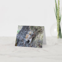 Squirrel Greeting card