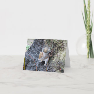 Squirrel Greeting card