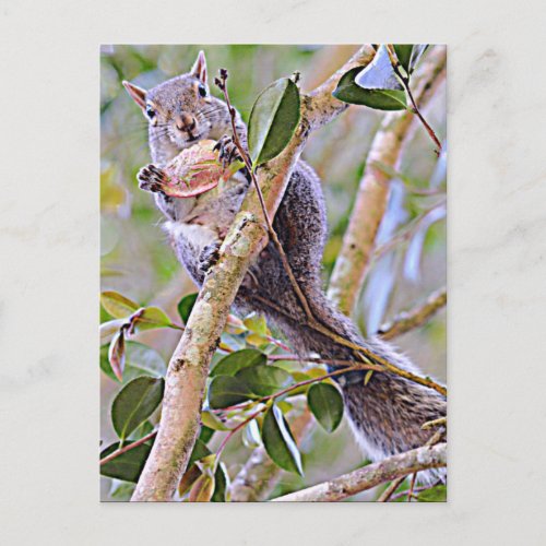 Squirrel Grey Kentucky and North Carolina Postcard