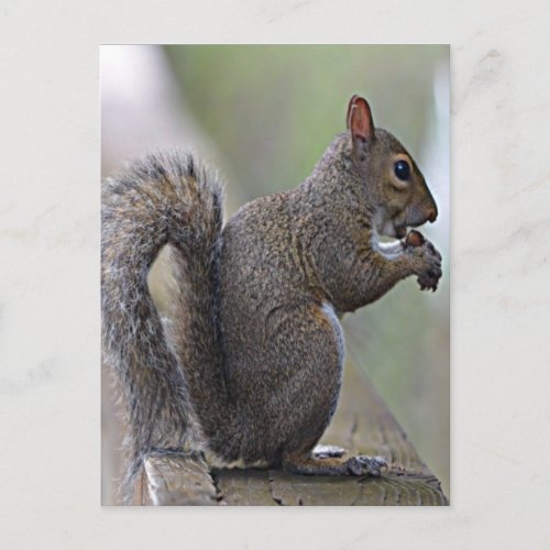 Squirrel Grey Postcard