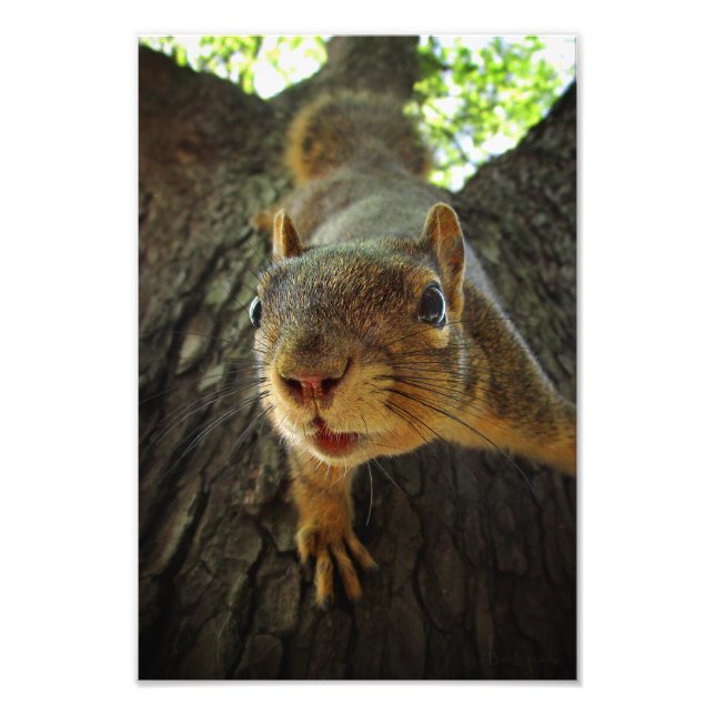 Squirrel Hanging Closeup 2 Photo Print (Front)