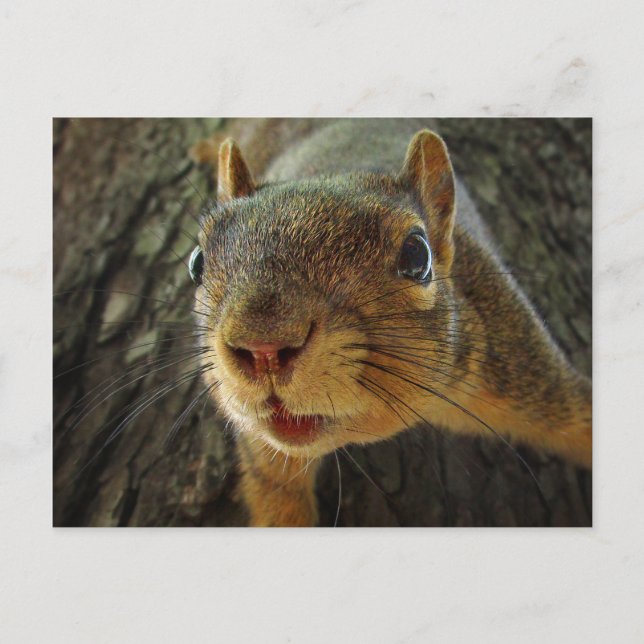 Squirrel Hanging Closeup 2 Postcard (Front)