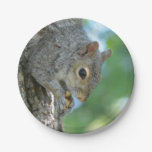 Squirrel Hanging in A Tree Paper Plates