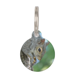 Squirrel Hanging in A Tree Pet Name Tag