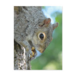 Squirrel Hanging in A Tree Postcard