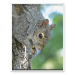 Squirrel Hanging in A Tree Temporary Tattoos