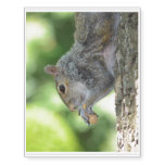 Squirrel Hanging Out Temporary Tattoos