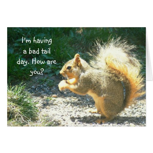 SQUIRREL /HAVING BAD TAIL DAY /HOW ARE YOU? CARD | Zazzle