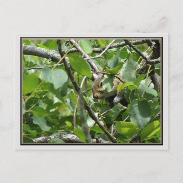 Squirrel Hiding in a Tree Postcard (Front)