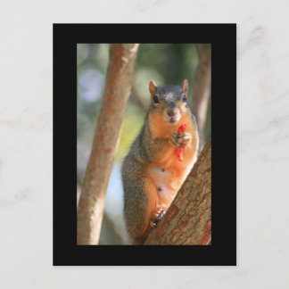 Squirrel Holding Cheese Puff Postcard