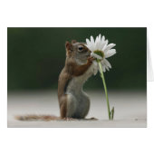 Squirrel Holding Daisy Cards (Front Horizontal)