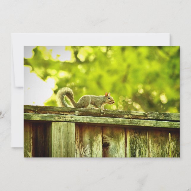 Squirrel Holiday Card (Front)